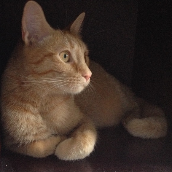 Meet your Posher, Shanna - Picture 1 of 1